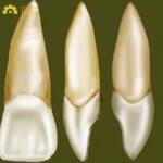 Mỗi loại răng sẽ có chiều dài chân khác nhau