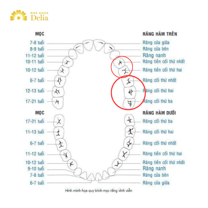 Răng cối là răng nào? Một hàm răng có tất cả bao nhiêu răng cối?