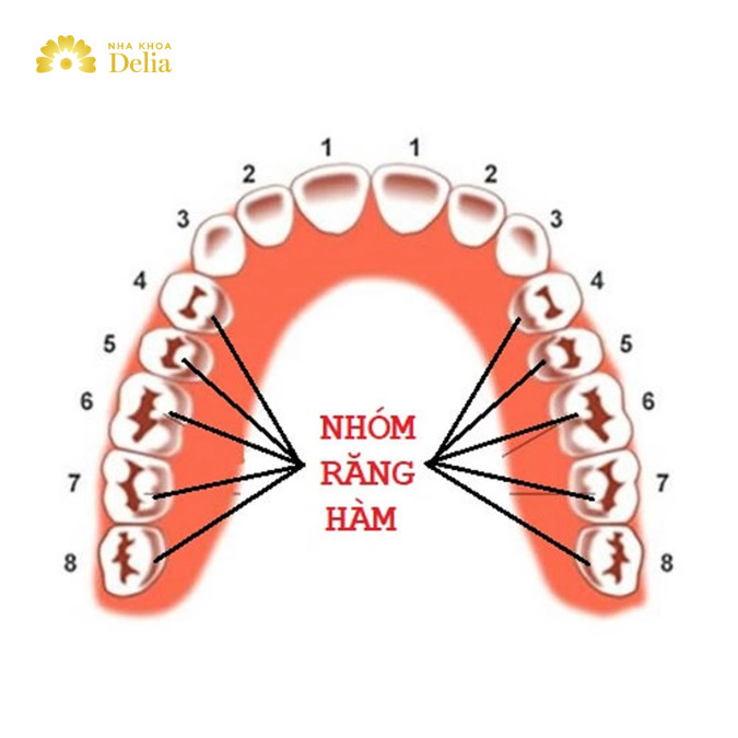 Răng hàm là răng nào? Vị trí và vai trò của nhóm răng hàm