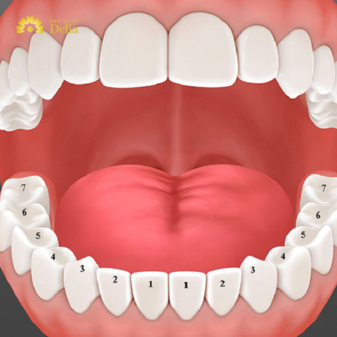 Cách xử lý khi răng số 5 hàm trên bị sâu – Hướng dẫn từ chuyên gia