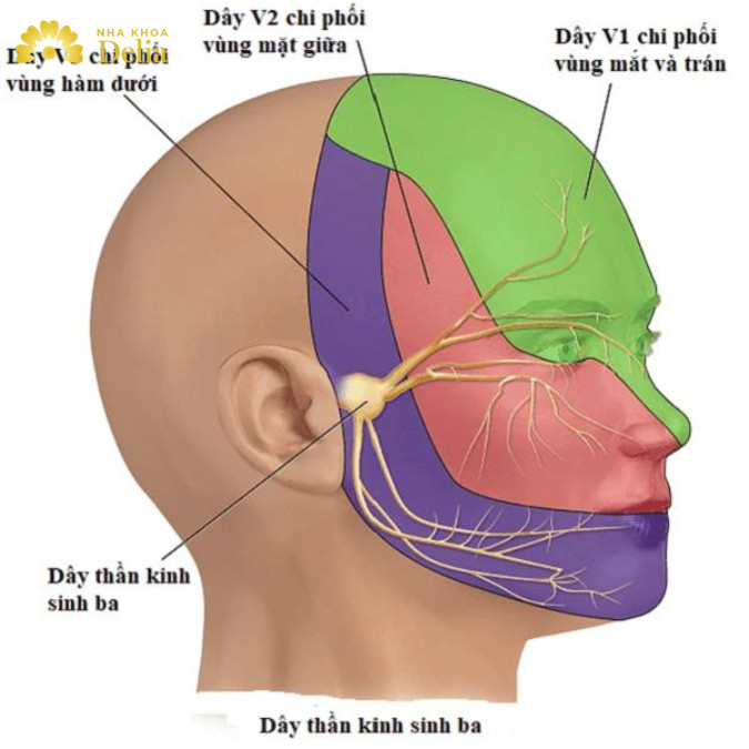 Đau hàm trái là bị bệnh gì? Dấu hiệu, nguyên nhân và cách điều trị hiệu quả