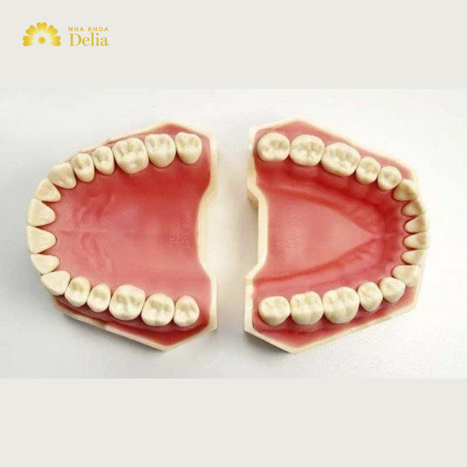 Con người có bao nhiêu cái răng, sự phát triển, thay răng ở người