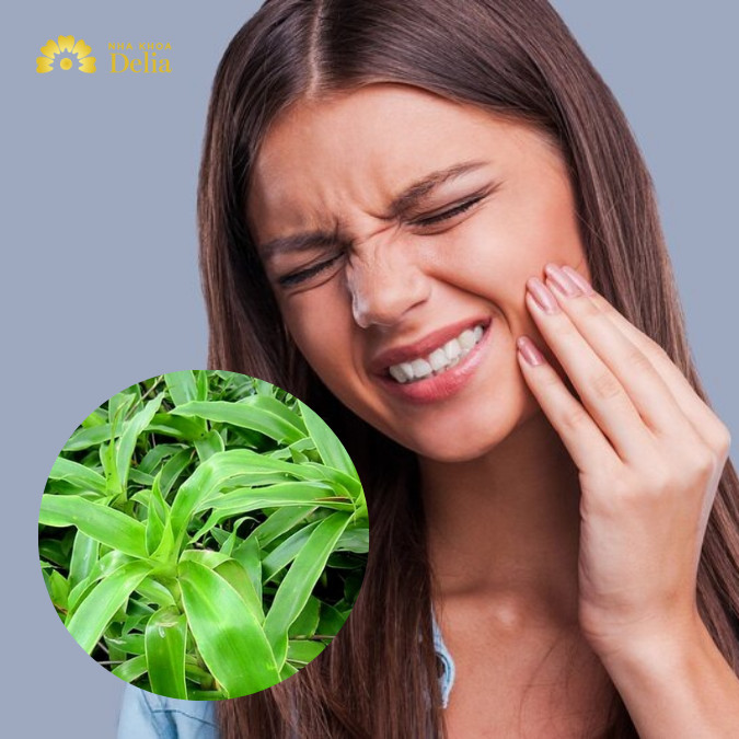 9 cây thuốc chữa đau răng đơn giản, dễ kiếm, hiệu quả cao