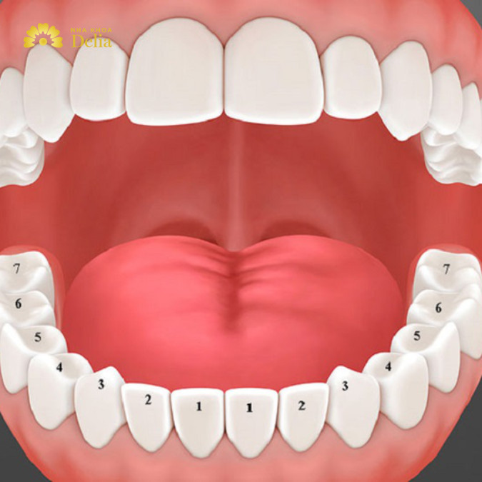 Răng số 5 là răng nào, mất răng số 5 có mọc lại không?