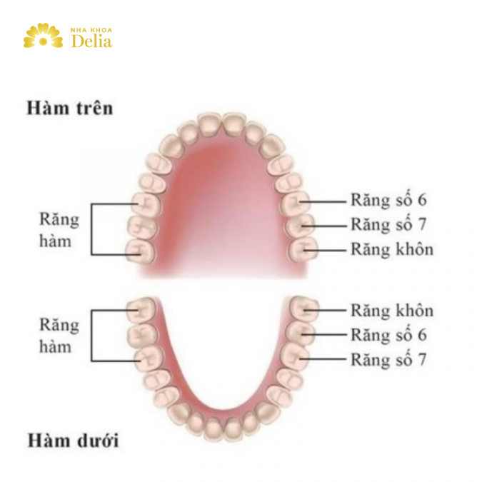 Răng số 6 là răng nào, mọc mấy lần trong đời?
