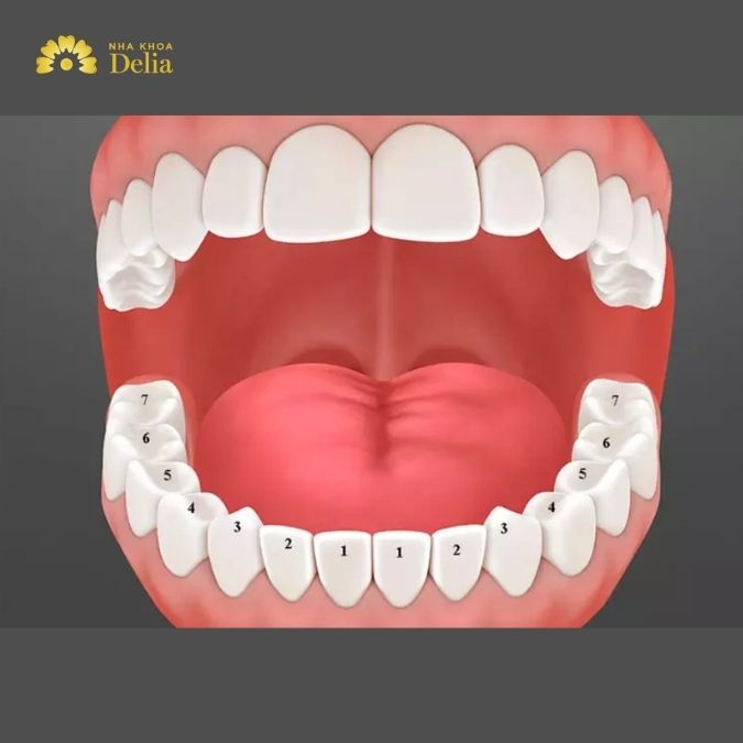 Răng vĩnh viễn là răng nào, thứ tự mọc răng vĩnh viễn ra sao?