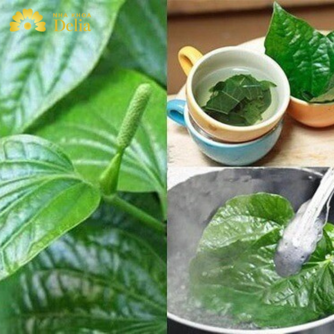 Làm nước súc miệng bằng lá trầu không có thật sự hiệu quả?