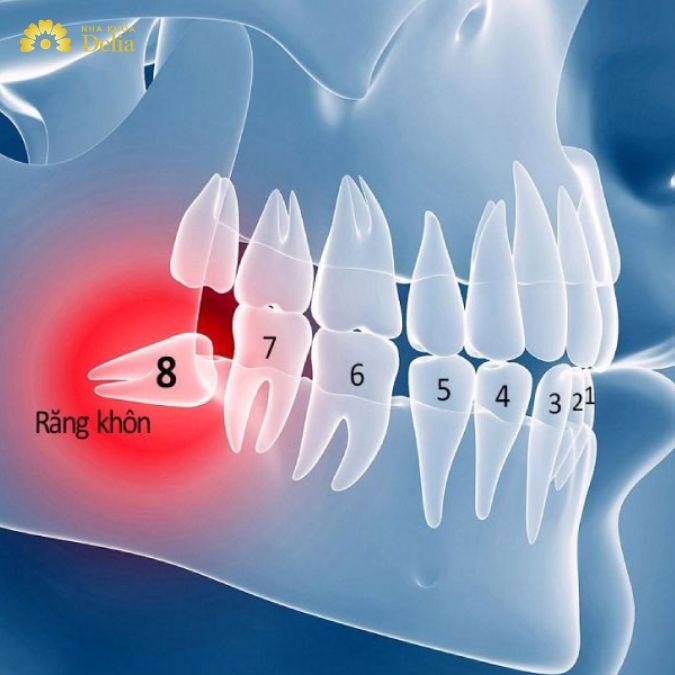 Răng số 8 ở đâu trên cung hàm? Có vai trò gì?