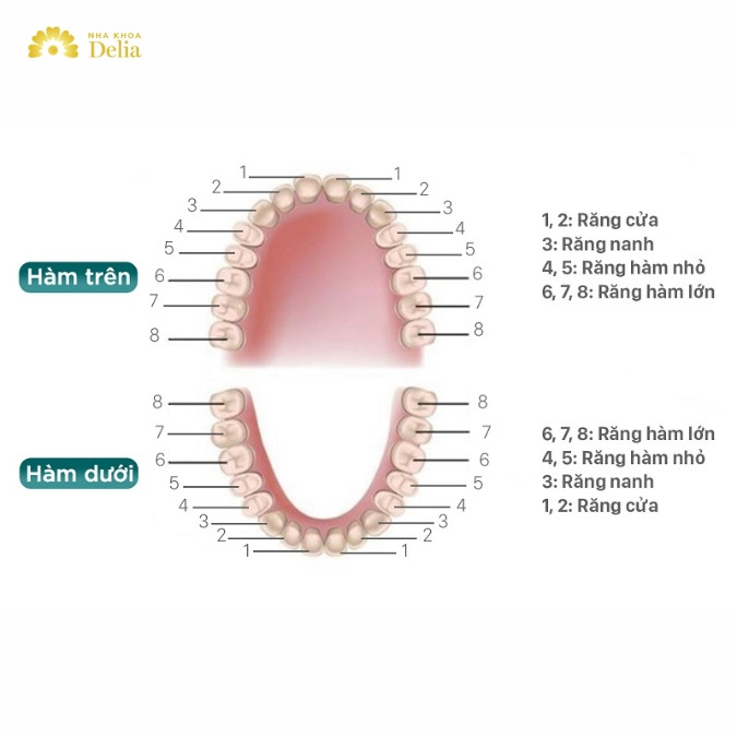 Vai trò của răng hàm 