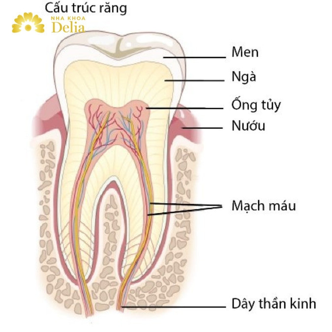 Tủy răng là gì? Tại sao phải lấy tủy răng?