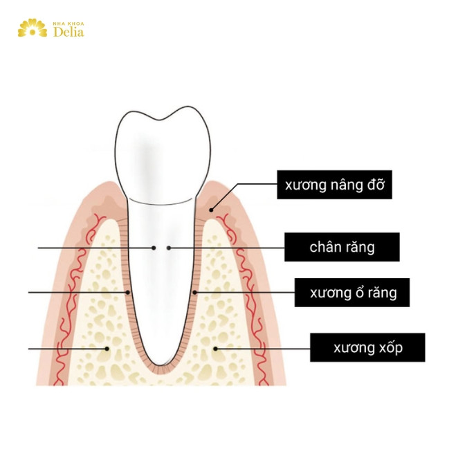 Xương ổ răng có cấu tạo như thế nào? 