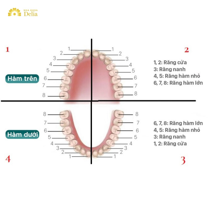 Răng số 2 nằm ở vị trí nào trên cung hàm? 
