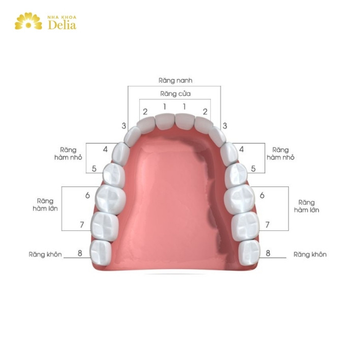 Răng số 4 là răng nằm ở đâu trên hàm? Có vai trò gì? 