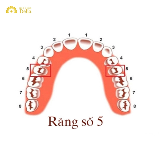 Răng số 5 là răng nào trên cung hàm? 
