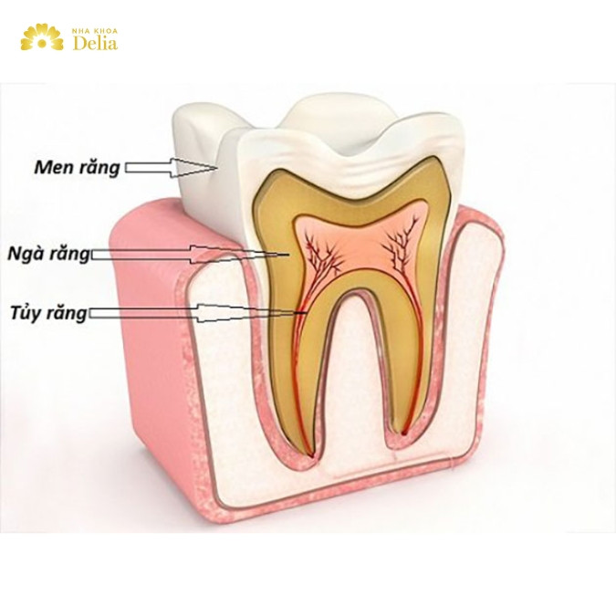 Răng có cấu tạo như thế nào? 