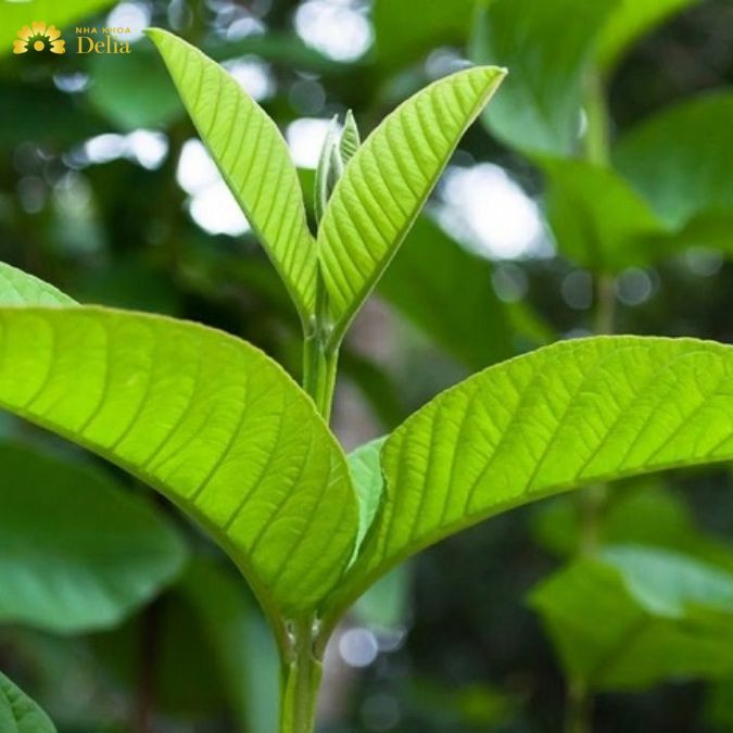 Sử dụng lá ổi làm trắng răng sau 1 đêm