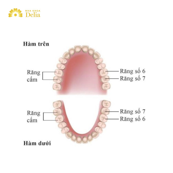 Răng cấm là răng gì? Răng cấm mọc vào lúc mấy tuổi?