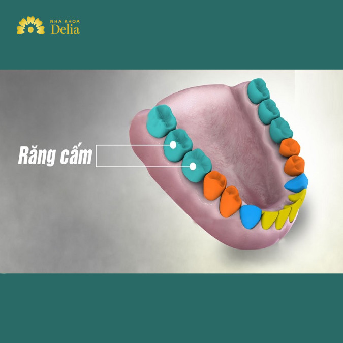 Răng cấm có mọc lại ở người lớn không?
