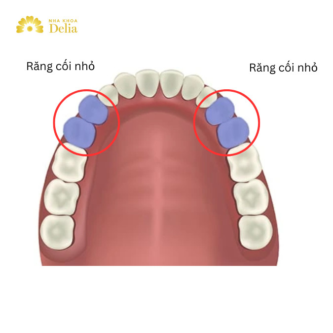 Răng cối nhỏ gồm 4 chiếc ở mỗi hàm