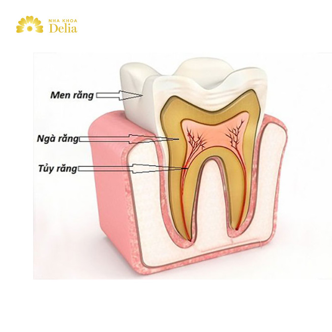 Cấu tạo của răng hàm gồm men răng, ngà răng và tủy răng
