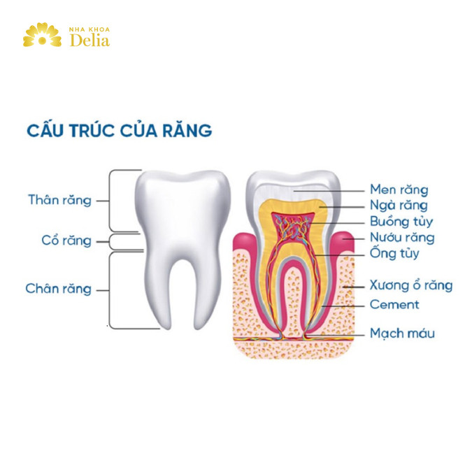 Cấu trúc răng gồm thân răng, cổ răng, chân răng, tủy răng...