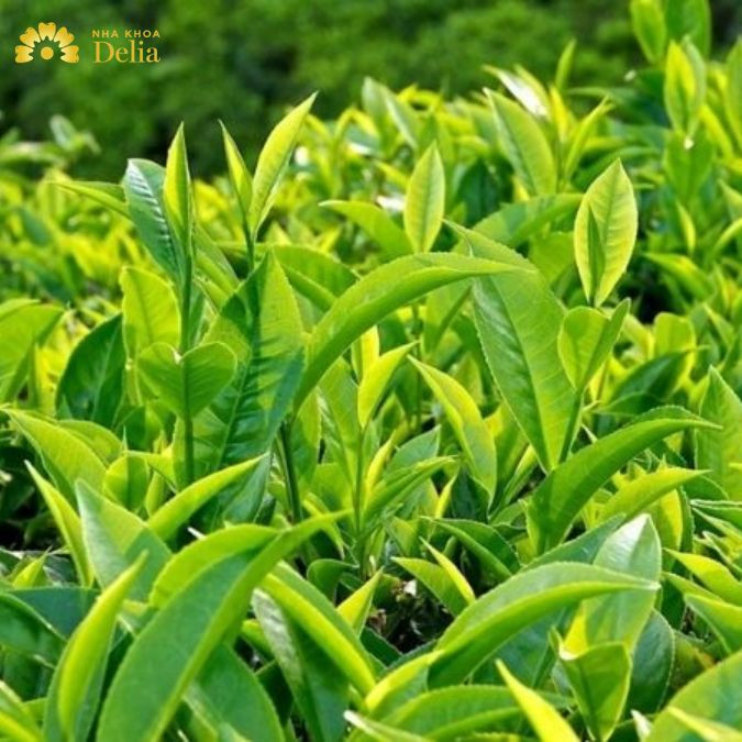 Bên cạnh công dụng làm đẹp da, chống lão hóa, trà xanh còn có thể chữa trị sâu răng tương đối hiệu quả