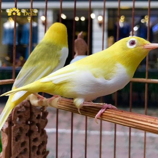 Rất nhiều ông bố mê nuôi chim cảnh, hãy tìm hiểu và lựa chọn loại chim cảnh phù hợp với sở thích của bố