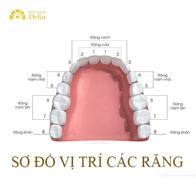 Răng số 5 vĩnh viễn chỉ mọc một lần và không bao giờ thay nữa