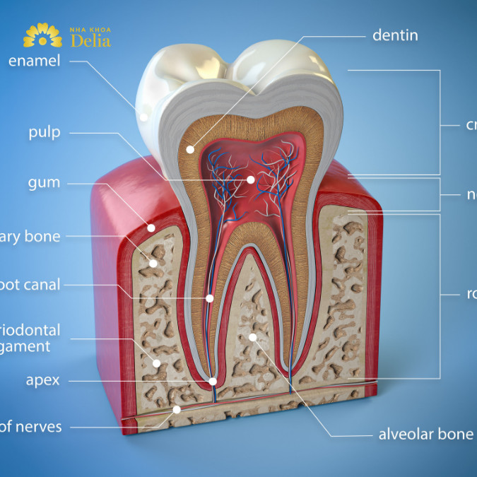Tủy răng là gì? Giải đáp mọi thắc mắc về tủy răng