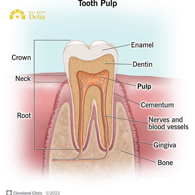 Cấu tạo cơ bản của tủy răng được bao bọc bởi lớp men răng và ngà răng