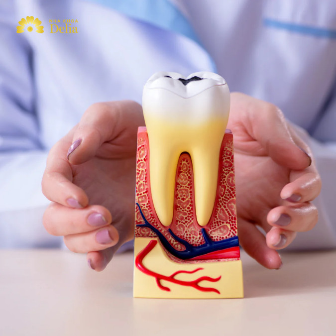 Tủy răng có tác dụng cực kỳ quan trọng trong việc duy trì sức khỏe và chức năng của răng