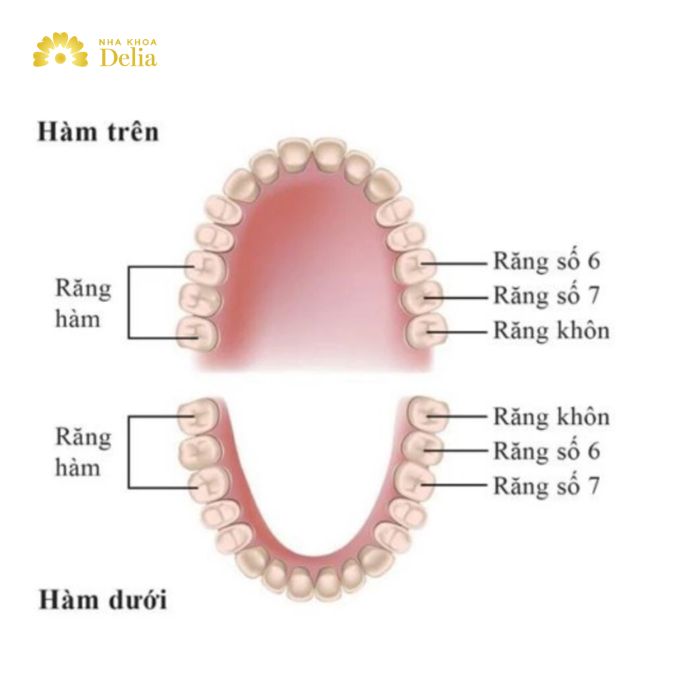 Răng số 7 trong hệ thống đánh số răng của cả hai hàm trên và dưới là răng hàm thứ hai.