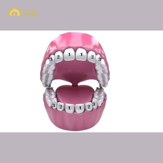 Răng vĩnh viễn, còn được gọi là răng người lớn, là bộ răng thứ hai và cuối cùng mà con người phát triển trong đời