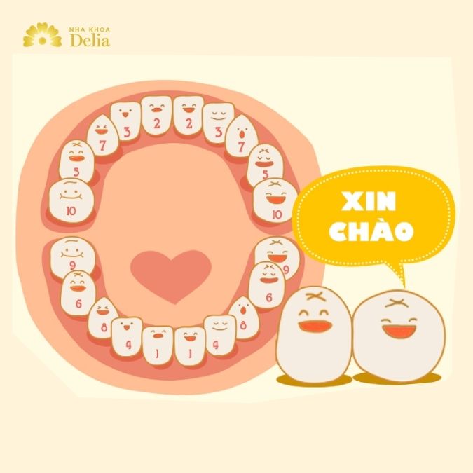 Thứ tự mọc răng của bé như thế nào là chuẩn nhất?